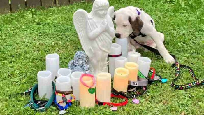 Rescue N.L. director Heather Ballard says a vigil for 19 dogs that were found dead last week was emotionally moving for everyone present., tags: nach strengeren von toten - Rescue NL/Facebook