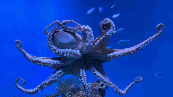 Close-up of an octopus gracefully swimming in a blue aquarium., tags: weltweite kraken wild zu halten, - pexel