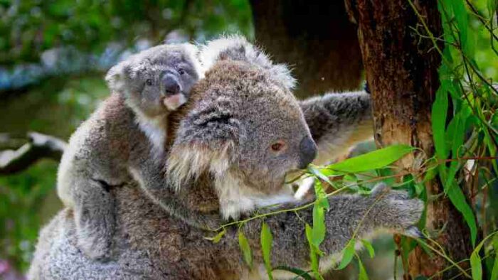 Mother koala with her joey clinging on a tree, showcasing natural Australian wildlife., tags: – - pexel