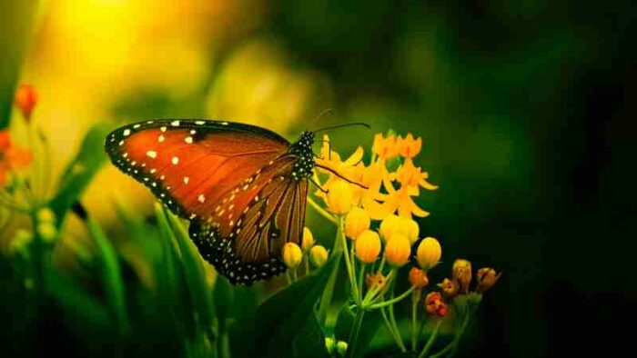 Close-up of a monarch butterfly on bright yellow flowers, showcasing its stunning colors., tags: neue - pexel