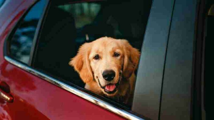 Adorable Golden Retriever with head out of car window on a sunny day., tags: eiskalten auto - pexel